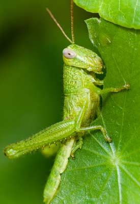 Check spelling or type a new query. How to Get Rid of Grasshoppers | Planet Natural