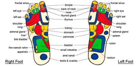 Foot Reflexology Explained
