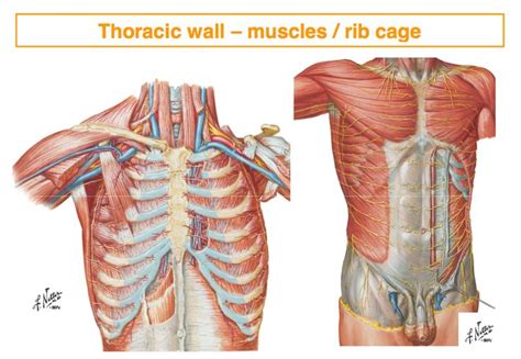 How do you get muscle over the rib cage? Pin by Sparkelate on Anaesthetics - Anatomy | Rib cage ...
