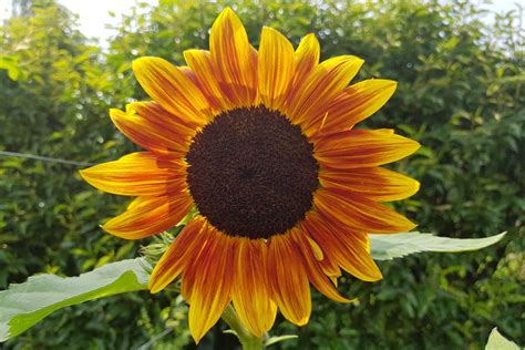 Giant Sunflowers Planting And Growing Guide