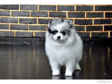 Each and every puppy comes from either a professional breeder or a advertise, buy or sell puppies for sale, kittens for sale and other. Pomeranian Puppies For Sale In Ohio Craigslist - Pets Lovers