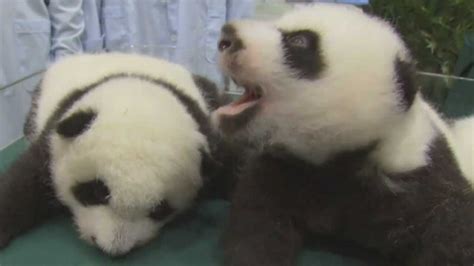 Adorable Panda Triplets Growing Up Fast Today Youtube