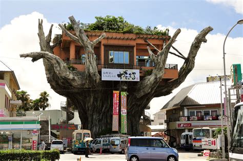 Gajumaru Treehouse Diner A Japanese Treehouse For Grown Ups Unusual