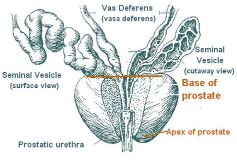 Seminal Vesicle Anatomy