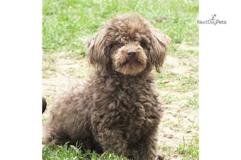 Visit us now to find your dog. Toy Megan: Aussiedoodle puppy for sale near Cookeville ...