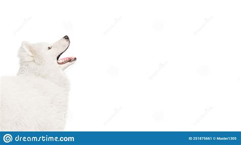 Cropped Image Of Breed Dog Fluffy Snow White Samoyed Husky Isolated On