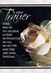 Trauerkarte “In stiller Trauer” mit weißer Rose