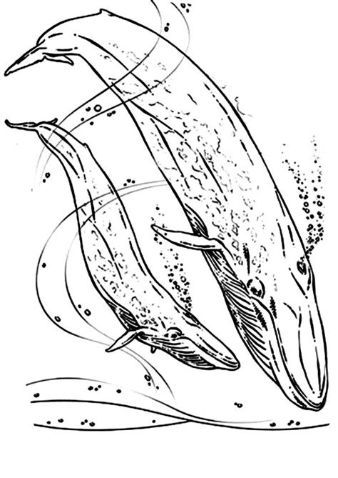 Search through 623,989 free printable colorings at getcolorings. Blue Whale Couple Swim Together Coloring Page - NetArt