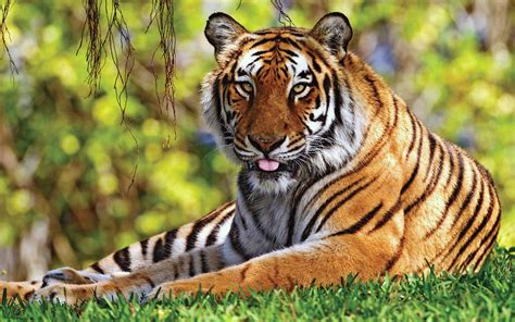 Фотографии тигр Большие кошки Животные 1920x1200