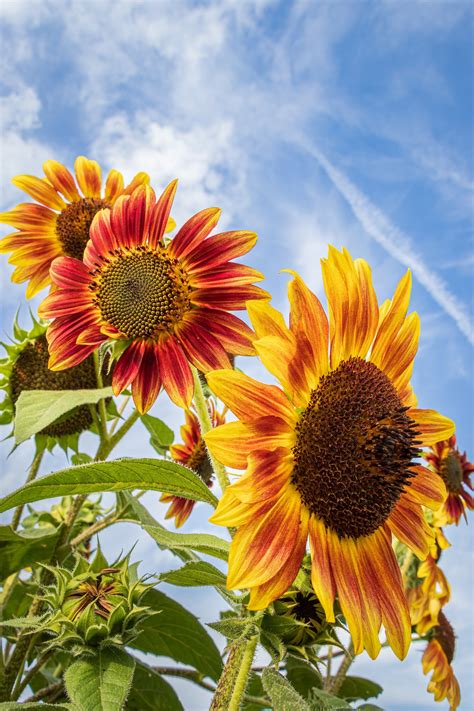 Three Colors Of Sunflowers Against The Blue Sky Smithsonian Photo