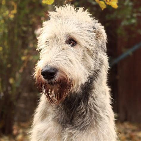 14 Things You Need To Know Before Purchasing An Irish Wolfhound The Paws