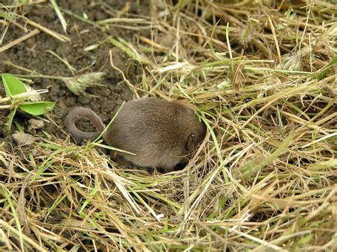 Baby Moles Pictures On Animal Picture Society