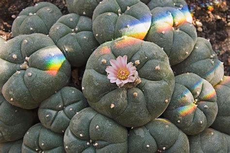 The Secret World Of Sydney S Psychoactive Cacti Growers Who Tend Suburban Gardens Of Peyote And