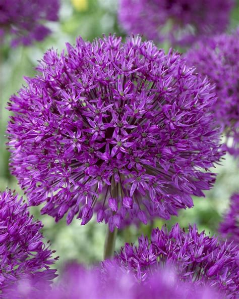 Allium Bulbs Collection Lovely Alliums Tulip Store