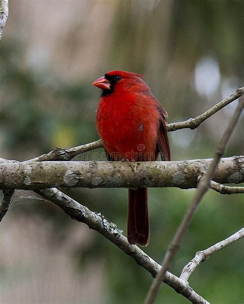 Cardinal Bird Stock Photos Cardinal Male Bird Close Up Profile View