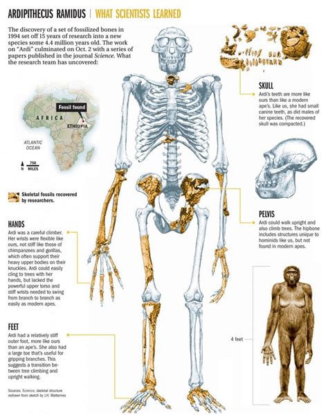 The Origin Of Homo Sapiens And Timeline Of Human Evolution