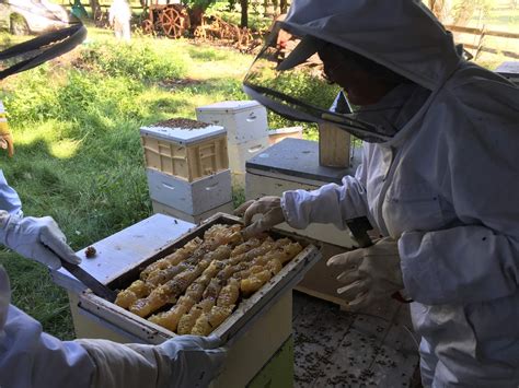 Central Coast — Amateur Beekeepers Australia