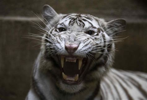 Nacen tres tigres blancos de bengala en el Zoológico de Nicaragua