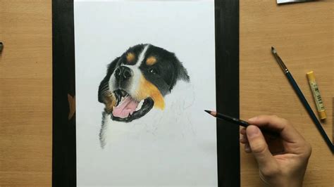 Bernese Mountain Dog Puppy Pencil Drawing Tips On Drawing Fur Youtube