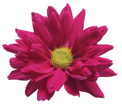 Download Chrysanthemum Hq Png Image Freepngimg
