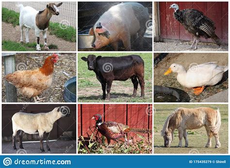 354 Farm Animals Collage Photos Free And Royalty Free Stock Photos From