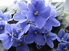 My Blue African Violets Photograph by Ken Moran