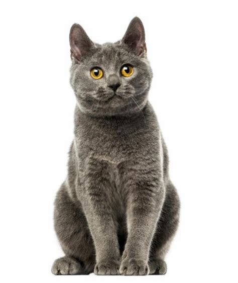 All You Need To Know About Chartreux Peterbald Cats