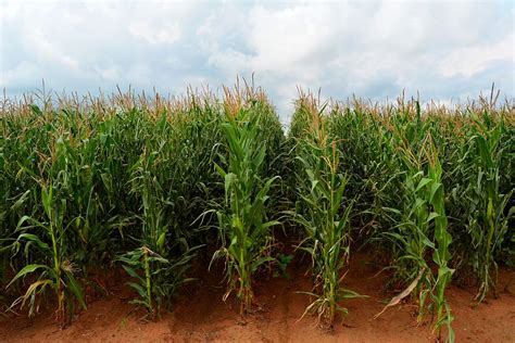 Maize Corn Field Zea Mays Mpumalanga South Africa Agriculture