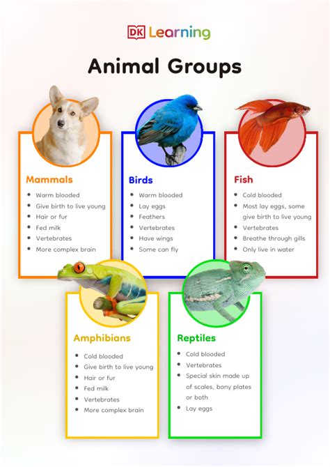 Animal Groups Poster