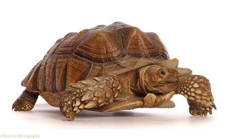 African Spurred Or Sulcata Tortoise Centrochelys Sulcata Photo Wp48454