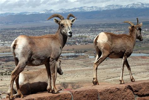 See The Herd Be On Lookout For Desert Bighorn Sheep Herds Newest