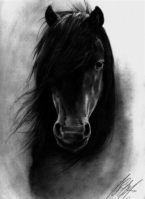 Black Horse Realistic Animal Drawings Equine Art Horse Drawings