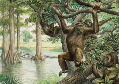 Miocene Hominid Fossil Sheds New Light On Evolution Of Human Bipedalism