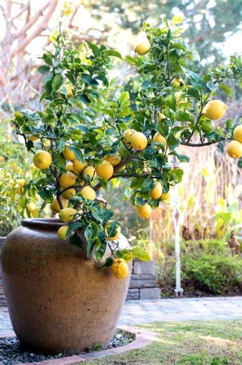 Container Gardening How To Grow Lemon Tree In Pot White On Rice Coupl