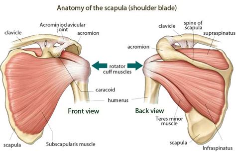 Shoulder Blade Muscle Anatomy Body Anatomy Basic Anatomy And Physiology