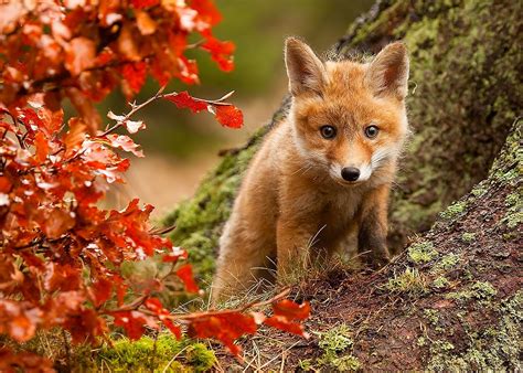 Fox Cub In Autumn