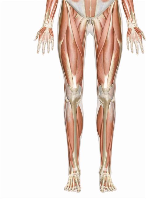 Leg muscle anatomy (front view. Muscles Of The Leg And Foot - Groin Muscle Diagram ...