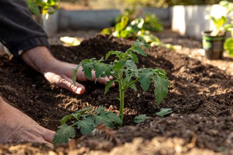 Deep Planting Your Tomato Seedlings Will Help Your Tomato Plants Use