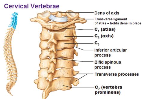 Cervical Spineoverview Gross Anatomy How To Relief