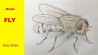 how to draw fly step by step fly drawing for beginners draw a realistic ...