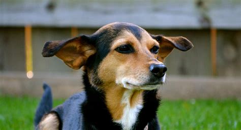 Meagle Your Guide To The Miniature Pinscher Beagle Mix