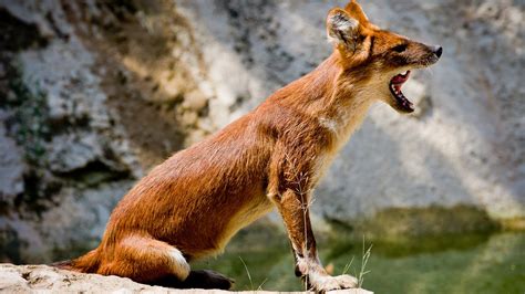 The Life Of A Dhole National Geographic