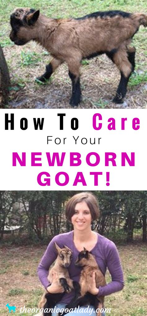 In this complete guide we walk you through everything you need to know: How To Care For Your Newborn Goat! | Goat care, Goats ...