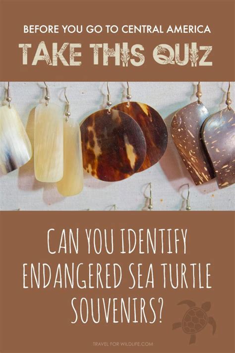 How To Identify And Avoid Sea Turtle Shell Souvenirs Sea Turtle Sea