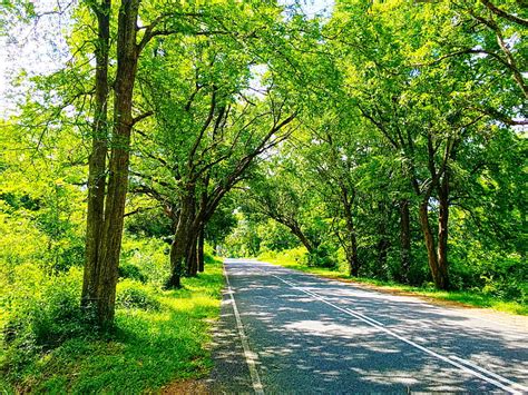 Hd Wallpaper Sri Lanka Nature Road Trees Photography Green Plant