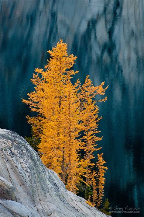Alpine Larch Trees In Autumn At Lake Viviane In The Enchantments