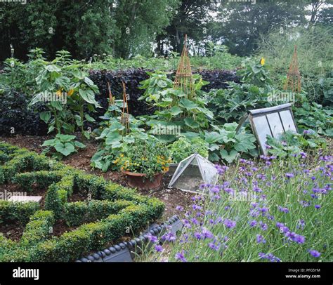 Vegetable Garden Including Garden Wigwams And Cloches Stock Photo Alamy