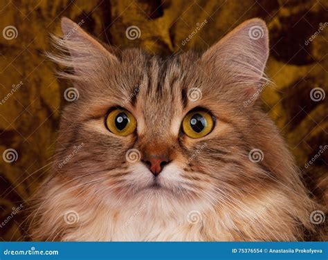 Adult Siberian Cat Stock Photo Image Of Posture Domestic 75376554