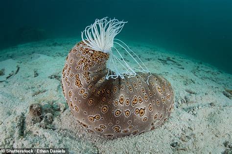 Sea Cucumbers Can Fill Their Bodies With Water By Sucking It In Through