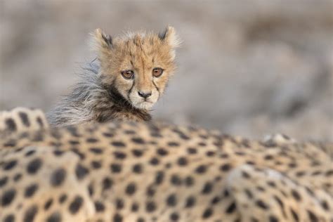 Remembering Cheetahs Idube Photo Safaris